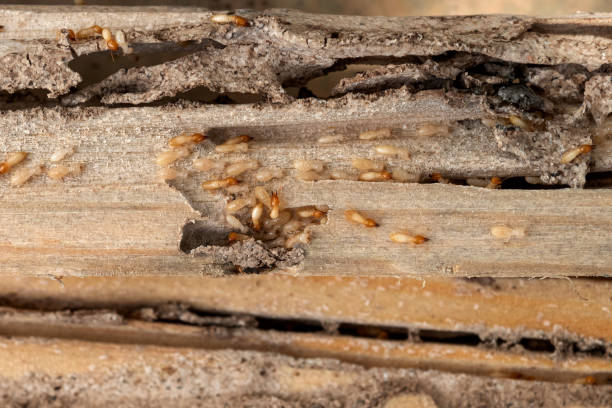 Best Mosquito Control Services  in Mechanicsburg, OH